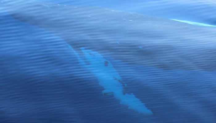baleine près catamaran