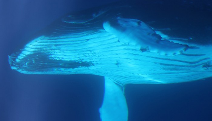un baleineau