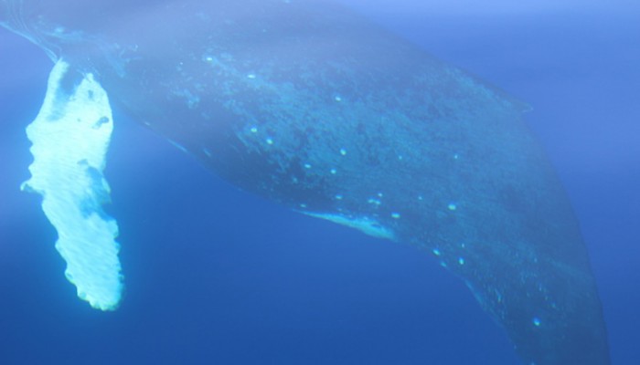 whale underwater