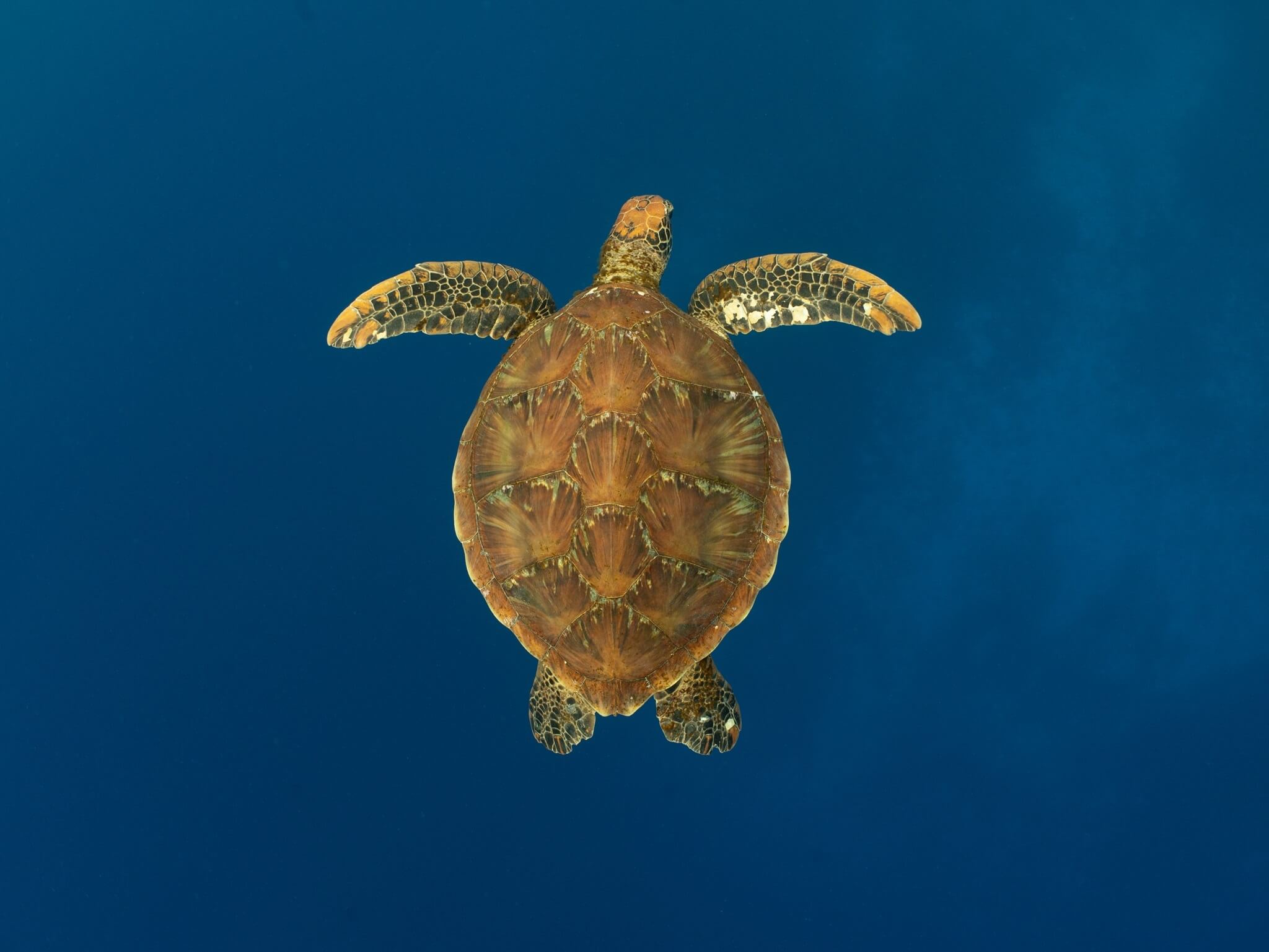 http://tahitivoileetlagon.com/wp-content/uploads/2026/02/Tortue-Tetiaroa.jpg